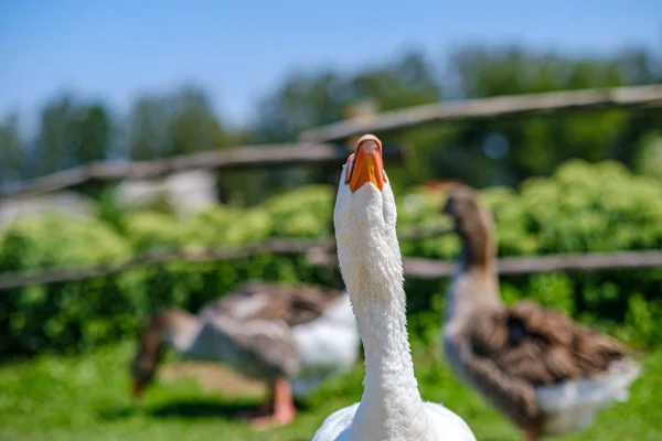 Landgänse und Enten spazieren im Garten — Stockfoto