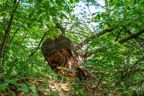 Stapel oude droge houten boomstammen en takken in het groene bos — Stockfoto