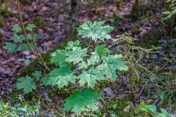 Fogliame verde con sfondo sfocato in ambiente naturale foresta — Foto Stock