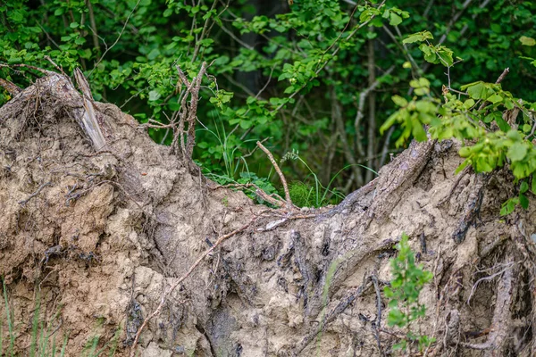 Montón de troncos y ramas de madera seca en el bosque verde — Foto de Stock