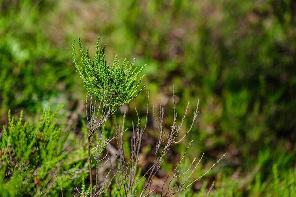 Hierba y textura de la hoja en la naturaleza verde de verano — Foto de Stock