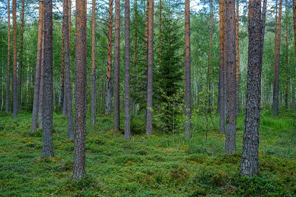 Bosque de pinos con troncos de árboles — Foto de Stock