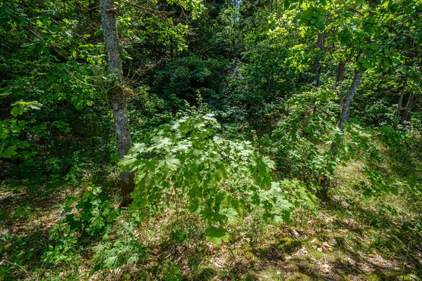Přírodní turistická stezka v lese nedaleko malé řeky v lese — Stock fotografie