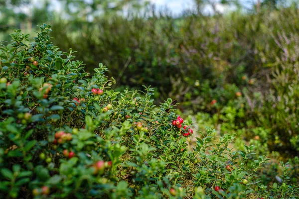 Lingonberries cranberries on green moss in forest near dry tree — Stock Photo, Image