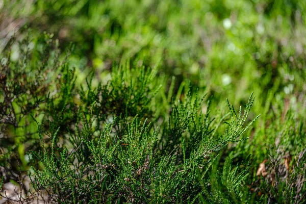 Textura de grama e folha no verão natureza verde — Fotografia de Stock