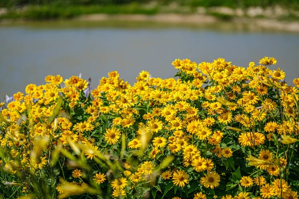 Sárga virágok a természetben életlenítés háttérrel — Stock Fotó