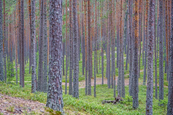 Деревянная стена в зеленом лесу летом — стоковое фото