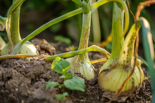 eco gardening, country garden with vegetables, onion, potatos an