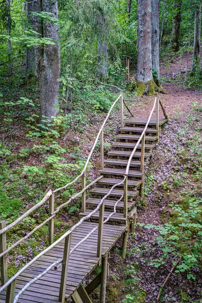 Pasarela de madera vieja con escaleras en el bosque —  Fotos de Stock