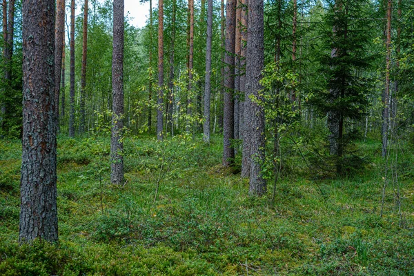 Forêt de pins avec troncs d'arbres — Photo