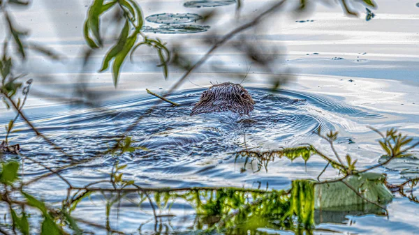 Castor nadando no rio de verão — Fotografia de Stock