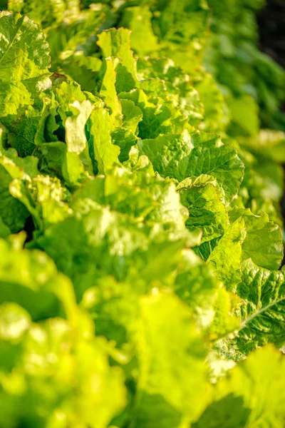 Jardinagem eco, jardim do país com legumes, cebola, potatos e — Fotografia de Stock