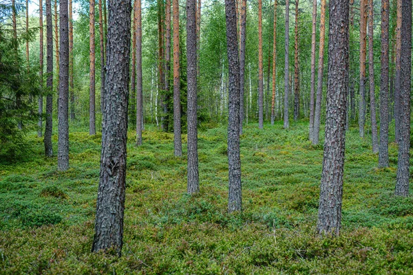 Bosque de pinos con troncos de árboles — Foto de Stock