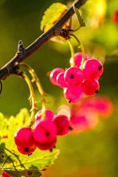 Jardinería ecológica, jardín campestre con verduras, cebolla, patatas y — Foto de Stock