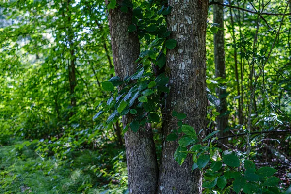 Fa törzse fal a zöld erdőben nyáron — Stock Fotó
