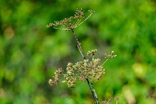 Feuillage vert avec fond flou en milieu naturel forestier — Photo