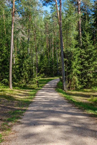 Pine tree forest with tree trunks and gravel road — Stock Photo, Image