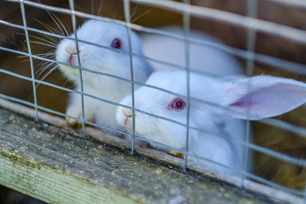 Conigli domestici nelle gabbie dietro le sbarre — Foto Stock