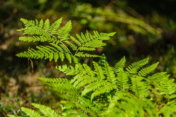 Foglie di felce verde nella foresta soleggiata — Foto Stock