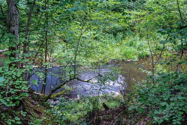 Φυσικό τουριστικό μονοπάτι στο δάσος κοντά σε μικρό ποτάμι στο δάσος — Φωτογραφία Αρχείου