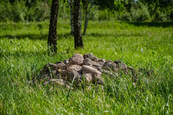 夏の緑の自然の草と葉のテクスチャ — ストック写真