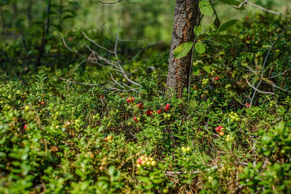 Βατόμουρα βατόμουρα σε πράσινα βρύα στο δάσος κοντά σε ξηρό δέντρο — Φωτογραφία Αρχείου