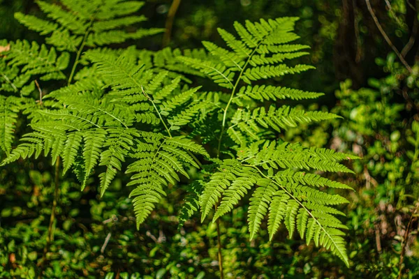 Зелене листя папороті в сонячному лісі — стокове фото