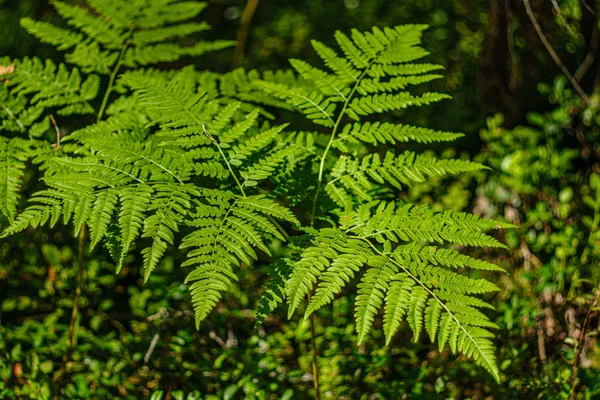 Folhas de samambaia verde na floresta ensolarada — Fotografia de Stock