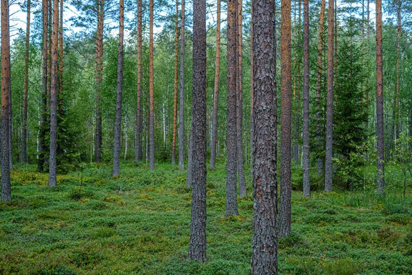 Pine tree forest met boomstammen — Stockfoto