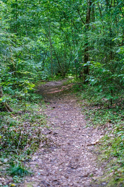 Natural Tourist Trail i skogen nära liten flod i skogen — Stockfoto