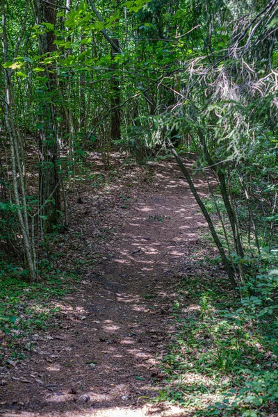 Природна туристична стежка в лісі біля маленької річки в лісі — стокове фото