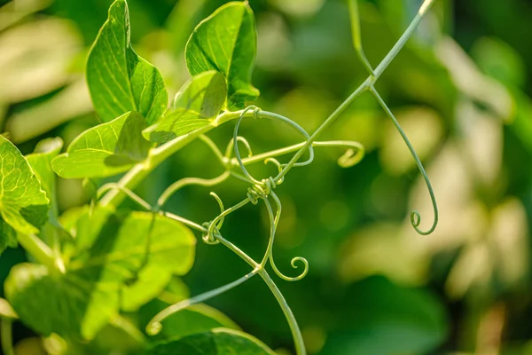 Jardinagem eco, jardim do país com legumes, cebola, potatos e — Fotografia de Stock