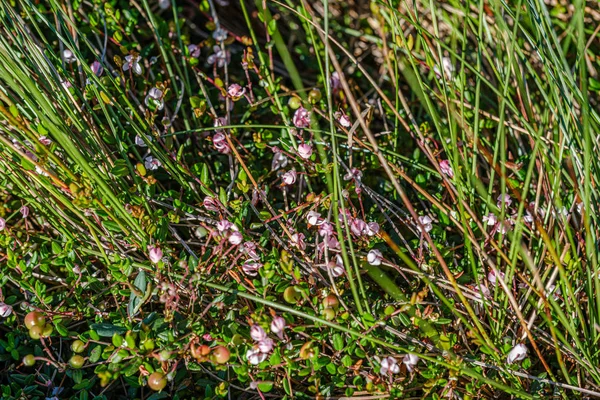 Struktura trávy a listí v letní zelené přírodě — Stock fotografie