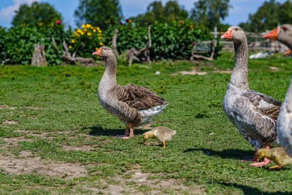 Landgänse und Enten spazieren im Garten — Stockfoto