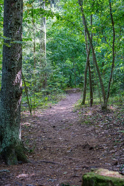 Naturlehrpfad im Wald in der Nähe eines kleinen Flusses im Wald — Stockfoto