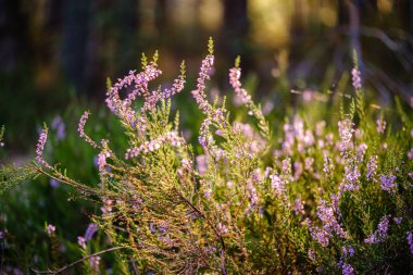 yeşil bulanıklık arka plan üzerinde yaz ormanda çiçeklenme fundalık