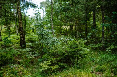 yeşil taze yeşillik. yaz aylarında güneş ışığında ağaç yaprağı. abstra