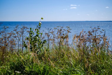yaz gökyüzü altında mavi su ile kayalık sahil plaj