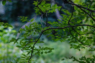 yeşil taze yeşillik. yaz aylarında güneş ışığında ağaç yaprağı. abstra