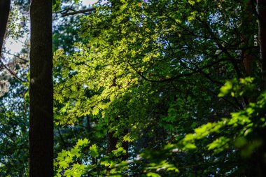 yeşil taze yeşillik. yaz aylarında güneş ışığında ağaç yaprağı. abstra