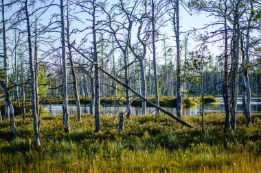 yaz günü mavi su ile orman gölü ve eski yansımaları