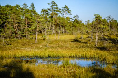 yaz günü mavi su ile orman gölü ve eski yansımaları