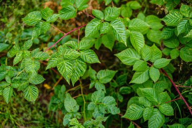 yeşil taze yeşillik. yaz aylarında güneş ışığında ağaç yaprağı. abstra