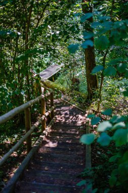 yaz yeşil ormanda ahşap merdivenler