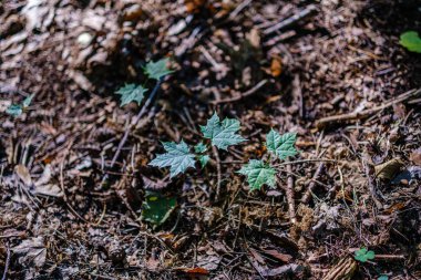 yeşil taze yeşillik. yaz aylarında güneş ışığında ağaç yaprağı. abstra