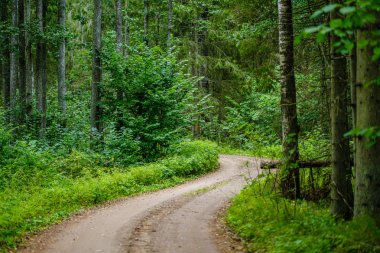 wavy gravel road in green summer forest clipart