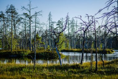yaz günü mavi su ile orman gölü ve eski yansımaları