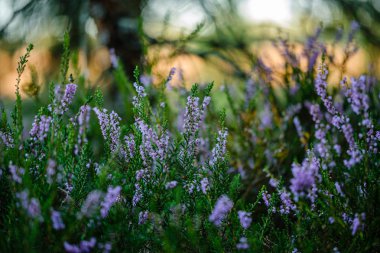 yeşil bulanıklık arka plan üzerinde yaz ormanda çiçeklenme fundalık