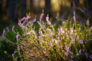 yeşil bulanıklık arka plan üzerinde yaz ormanda çiçeklenme fundalık