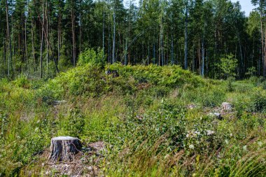 ormanda eski kuru kırık ağaç gövdeleri ve stomps 
